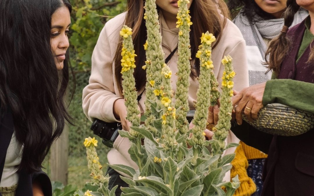 Grampians Botanicals with Grampians Nature Programs